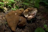 Gyromitra californica image