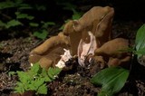 Gyromitra californica image