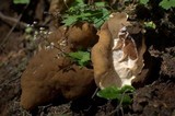 Gyromitra californica image
