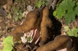 Gyromitra californica image