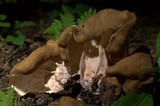 Gyromitra californica image