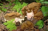 Gyromitra californica image