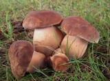 Tylopilus ferrugineus image