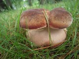 Tylopilus ferrugineus image