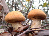 Gymnopilus ventricosus image