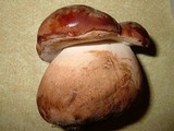 Tylopilus ferrugineus image