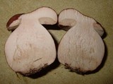 Tylopilus ferrugineus image