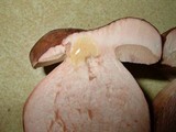 Tylopilus ferrugineus image