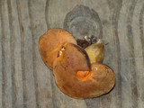 Gyroporus ballouii image