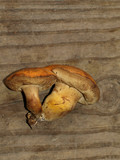 Tylopilus balloui image