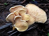 Tapinella panuoides image
