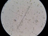 Tapinella panuoides image