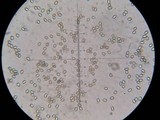 Tapinella panuoides image