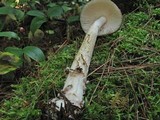 Amanita borealisorora image