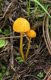 Humidicutis marginata image