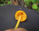 Humidicutis marginata image
