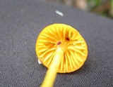 Humidicutis marginata image