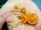 Humidicutis marginata image