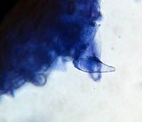 Humidicutis marginata image