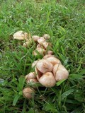 Pholiota terrestris image