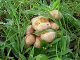 Pholiota terrestris image