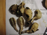 Rhopalogaster transversarium image