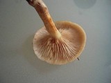 Pholiota terrestris image