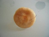 Pholiota terrestris image