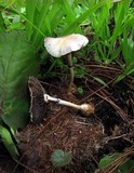 Protostropharia semiglobata image