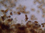 Protostropharia semiglobata image