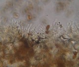 Protostropharia semiglobata image