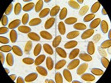 Protostropharia semiglobata image