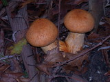 Gymnopilus ventricosus image