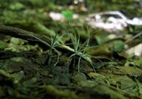 Xylaria tentaculata image
