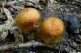 Calostoma cinnabarinum image
