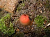 Calostoma cinnabarinum image
