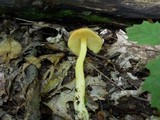 Amanita parcivolvata image