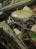 Xerula radicata image