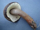 Tylopilus sordidus image