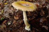Amanita wellsii image