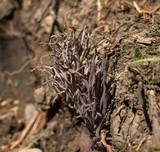 Alloclavaria purpurea image