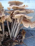 Gymnopus confluens image