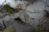 Clitocybe glacialis image