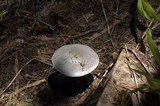 Clitocybe glacialis image