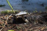 Clitocybe glacialis image