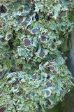 Solorina crocea image