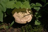 Suillus ochraceoroseus image
