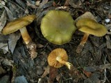 Cortinarius austrovenetus image
