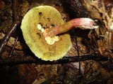 Boletus chrysenteron image