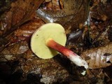 Boletus chrysenteron image